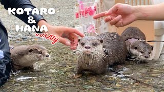 カワウソコタローとハナ 川でアティとついに会う！初対面が楽しすぎた！　Otter Kotaro&Hana  Finally Met Aty at The River!