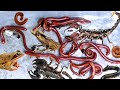 hunting milipede and scorpion