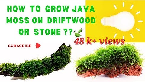How to grow aquarium/ java moss on diftwood or stones/ rocks ? #yogurt method #Dry start method