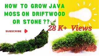 How to grow aquarium/ java moss on diftwood or stones/ rocks ? #yogurt method #Dry start method