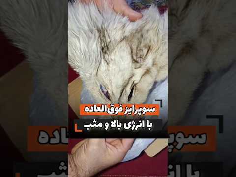 نماد قدرت محافظت و غلبه بر نیروهای ناپیدا و دیسکریپشن حتما مطالعه شود