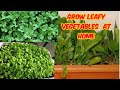 14,How To  Grow Palak, Methi, Coriander, At Home Very Easily In Containers.