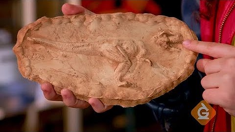 Make Your Own Fossil | DIY with Zoe