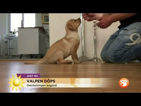 Video: Hur Man Avvänjer En Labrador Från Att Bita