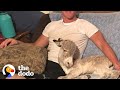 Baby donkey loves snuggling on couch with dad  the dodo