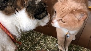 ♀猫こむぎがゴム遊びを再開?😄【猫日記こむぎ&だいず】2018 05 21 またゴム 検索動画30 ♀猫こむぎがゴム遊びを再開?😄【猫日記こむぎ&だいず】2018 05 21 またゴム 検索動画 30
