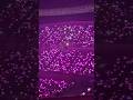 IVE 아이브 예쁜 응원봉 漂亮的手燈海 SHOW WHAT I HAVE IN TAIPEI #IVE  #아이브 #アイヴ