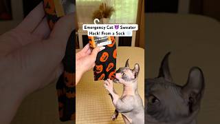Cold Snap? A Sock Saves Your Cat Diy Cat Clothes For Just 2