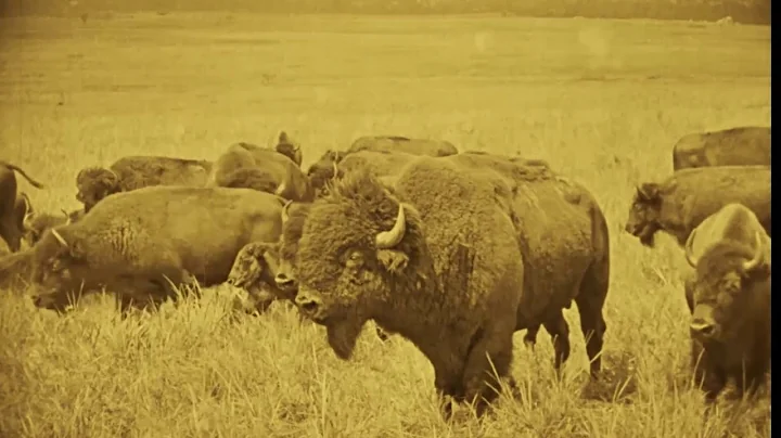 Home on the Range: Bison Hunt from "The Daughter o...