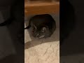 🐈‍⬛🐈‍⬛🐈‍⬛🍕🍕🍩 #cats #shorts
