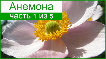 🌼 Анемона – описание цветка, особенности выращивания
