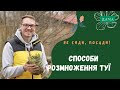 Способи розмноження туї. Види Туї. Як Посадити та Виростити Тую?