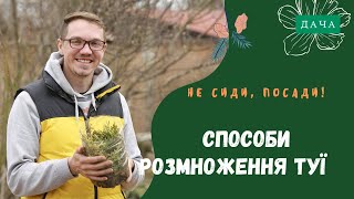 Способи розмноження туї. Види Туї. Як Посадити та Виростити Тую?