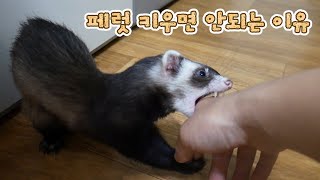 Are you thinking about having a ferret? : 8 reasons you shouldn't have a ferret. (ENG SUB)