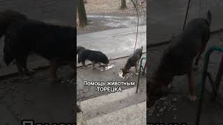 🔴Нужна Помощь Для Покупки Корма 🐈🐕#Помощьживотным #Волонтер #Бездомныеживотные