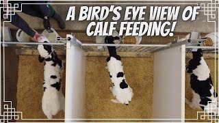 Epic Calf Feeding (I Used my Drone in the Calf Barn!)