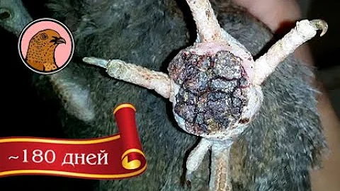 КАК ОПРЕДЕЛИТЬ ВОЗРАСТ ПЕРЕПЕЛОВ?