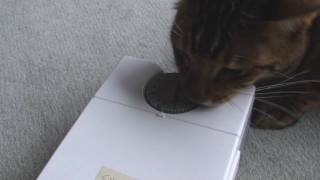 Bengal Cat beats automatic clockwork cat feeder !