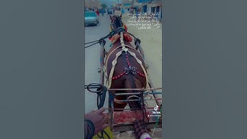 سورة يس  الاية 71-72