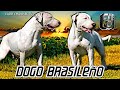 RAZA de PERRO BRASILEÑO❌ BULL TERRIER y BOXER ►DOGO BRASILERO ✔️