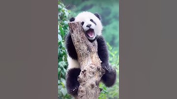 So cute! panda cub  sleepy on the tree  #cute #panda