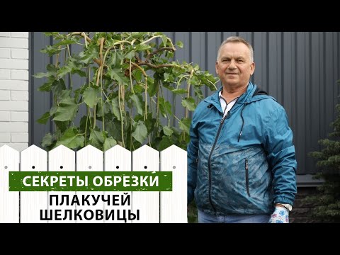 Как формировать шелковицу? Секреты обрезки плакучей шелковицы от нашего эксперта.