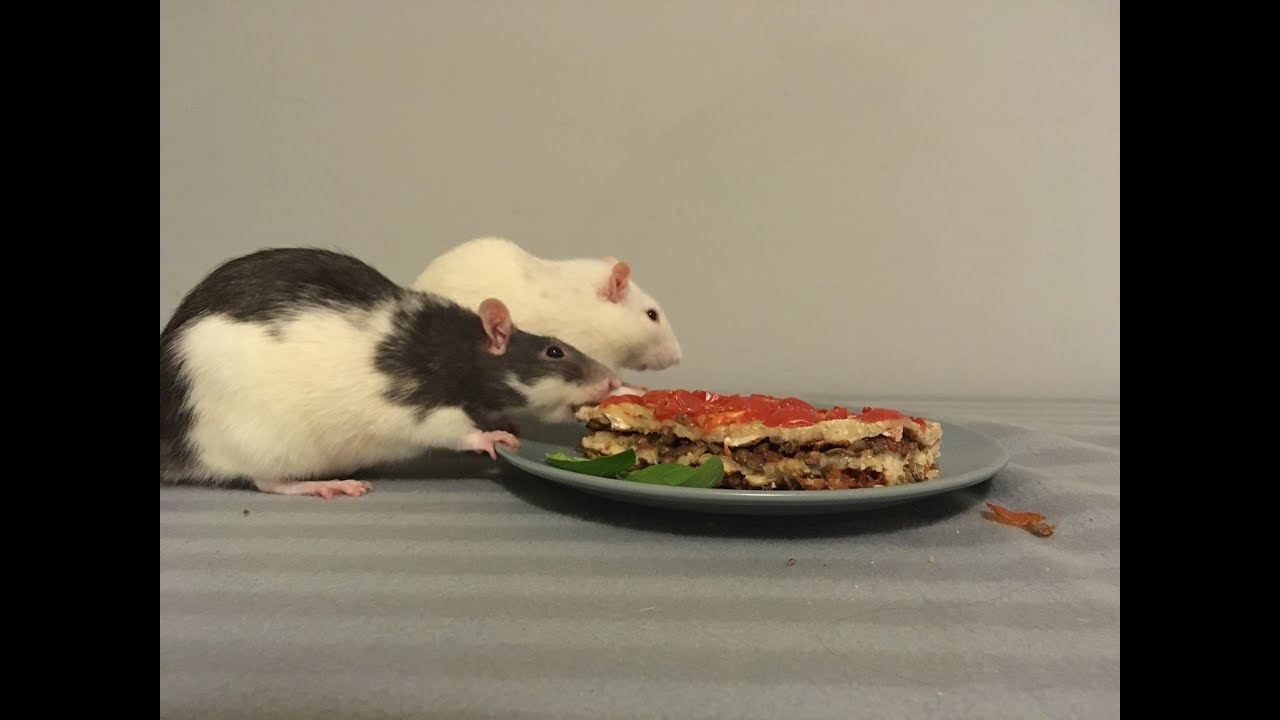 Making Lasagna For My Rats | Meat and Dairy Free - YouTube