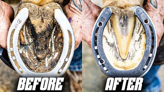 Full Horse Hoof Restoration in 4K ( SATISFYING ASMR) by Maupin Farrier Co 7,601 views 8 days ago 14 minutes, 30 seconds