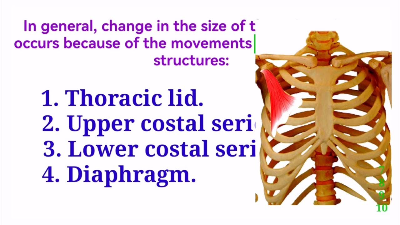 MOVEMENTS OF THORACIC CAGE /Thoracic lid /Upper & Lower costal series /Pump & Bucket handle