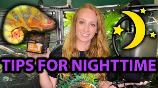 Tips for keeping chameleons at night