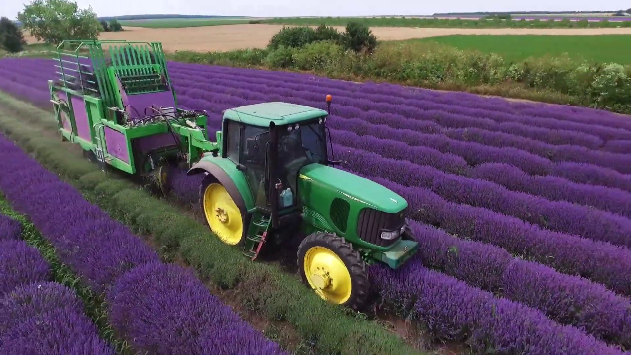 LAVENDER Series KL18