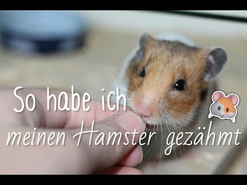 Hamster Zähmen! - Von Futterzahm bis Handzahm in kleinen Schritten❤️