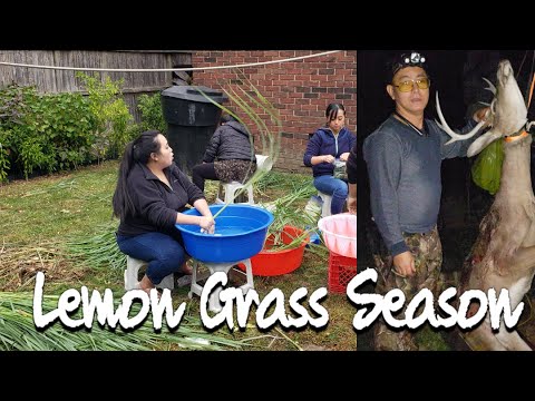 Video: Overwintering Lemongrass - Npaj Lemongrass Rau Lub caij ntuj no