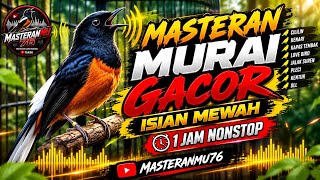 MASTERAN MURAI GACOR ISIAN MEWAH 🔥 1 JAM NONSTOP | SUARA JERNIH UNTUK MASTERAN BURUNG