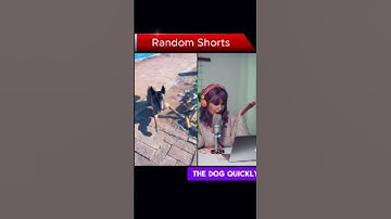Thumbnail of Incredible Dog Helps Blind Child | Emotional Short Story#short#shortvideo #shortsfeed