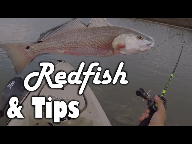 Low Tide Fishing Secrets: Best Lures, Rigs & Strategy For Redfish