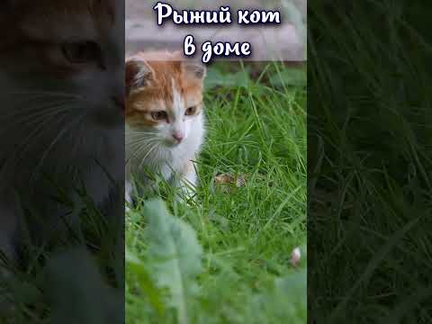 Видео: Что значит рыжий?