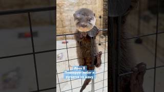 Если бы вы были выдрой куда бы вы планировали бы побег