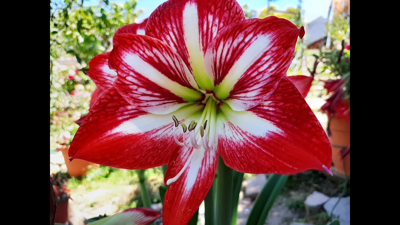 Cuidados de la Sprekelia formosissima / Flor de Lis / Flor de Liz / Flor de  Santiago / Lirio Azteca - thptnganamst.edu.vn