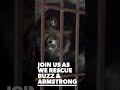 Join Us As We Free Buzz & Armstrong From 20 Years in Captivity #animalsasia #bear #kindnessinaction