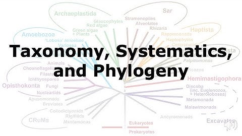 Taxonomy, Systematics, and Phylogeny