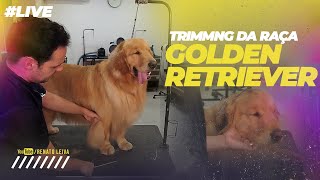 Golden Retriever | Trimming da raça