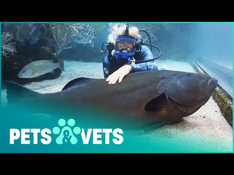 THIS VET IS BEST FRIENDS WITH A GIGANTIC BLACK GROUPER FISH
