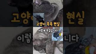 고양이 목욕 현실 이렇게 무섭습니다 #고양이 #cat #쇼츠 #고양이일상 #반려묘