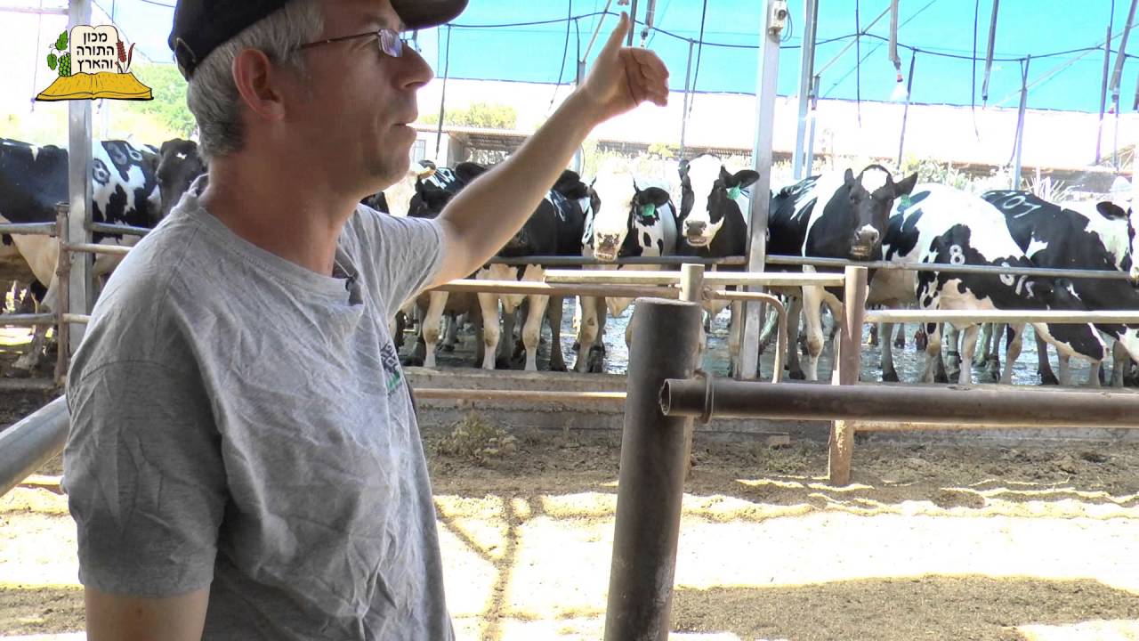 טיפול נאות בפרות ברפת קדם