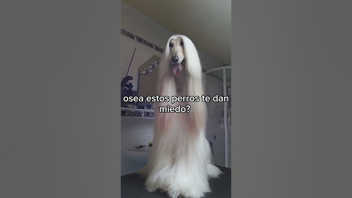 osea,te dan miedo estos perros? #perros #miedo #terror #japon