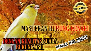 Masteran Burung kenari dengan jeda 1-3 MEnit kualitas HD