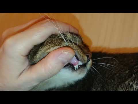 Двойные зубы у котёнка//Смена зубов у котов// Это надо видеть)
