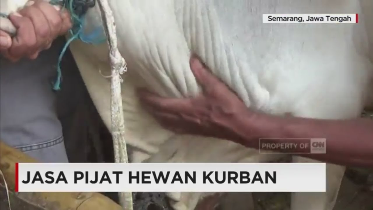 Tingkatkan Nilai Jual dengan Jasa Pijat Hewan Kurban