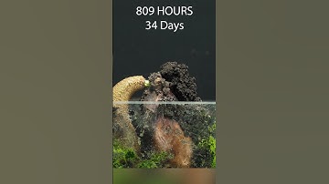 97 Days in 60 Seconds - Durian  #timelapse #timelapsevideo #growingplants #durian